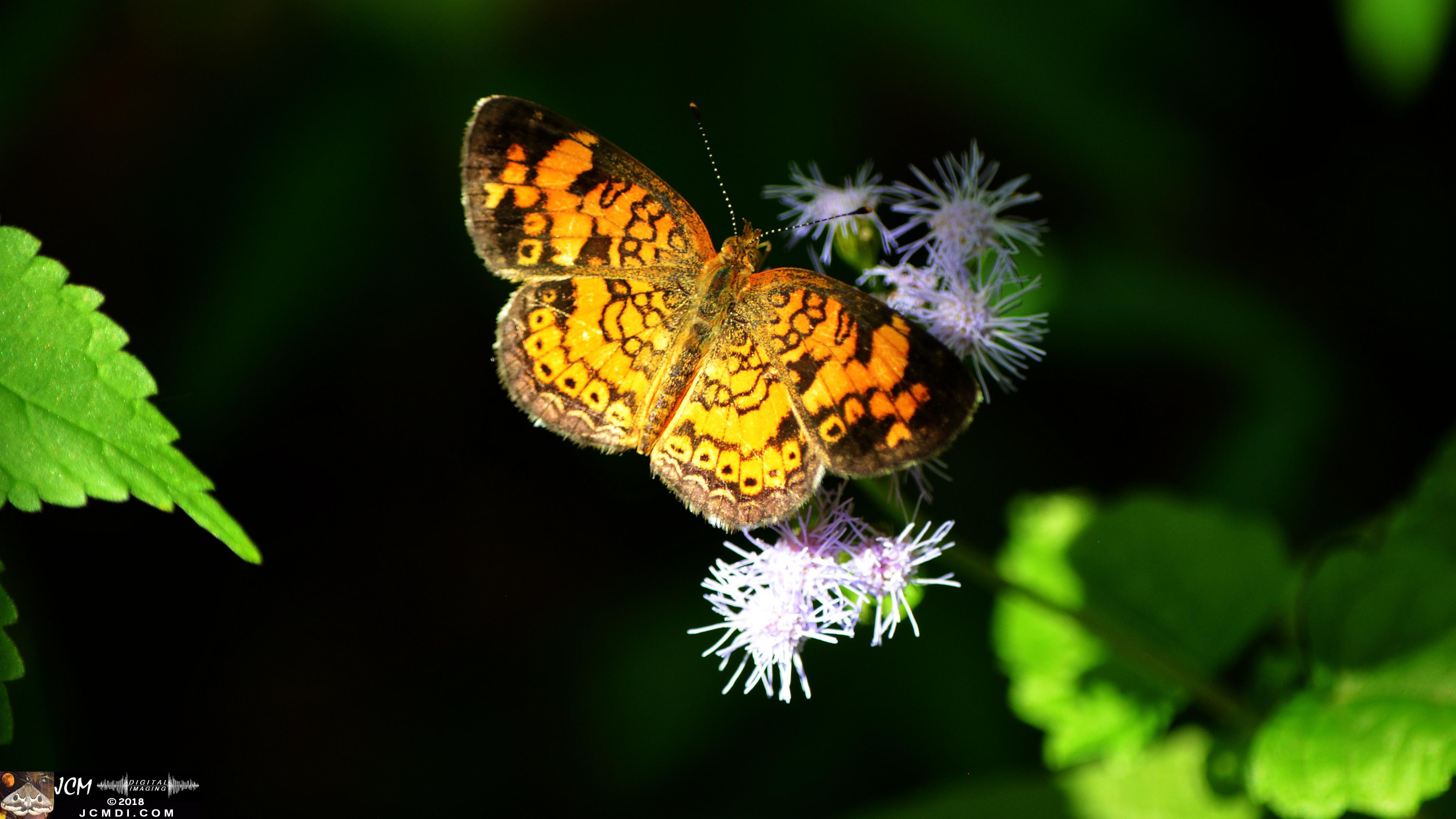 A Pearl Crescent Butterfly at Old Hickory Lake.jpg